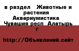  в раздел : Животные и растения » Аквариумистика . Чувашия респ.,Алатырь г.